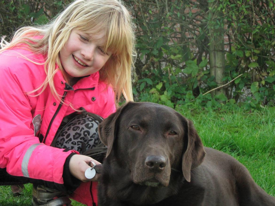 Labrador retriever Bella<3 billede 11