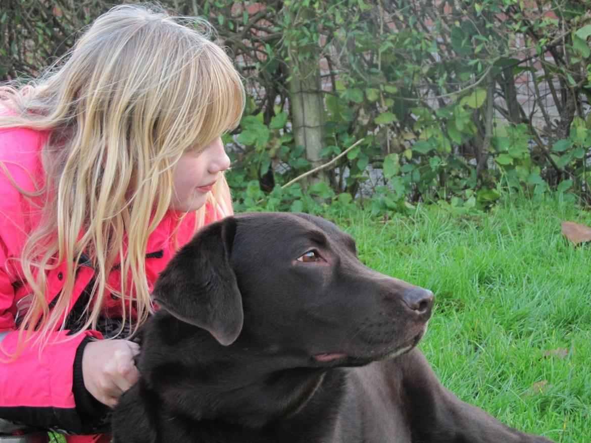 Labrador retriever Bella<3 billede 15