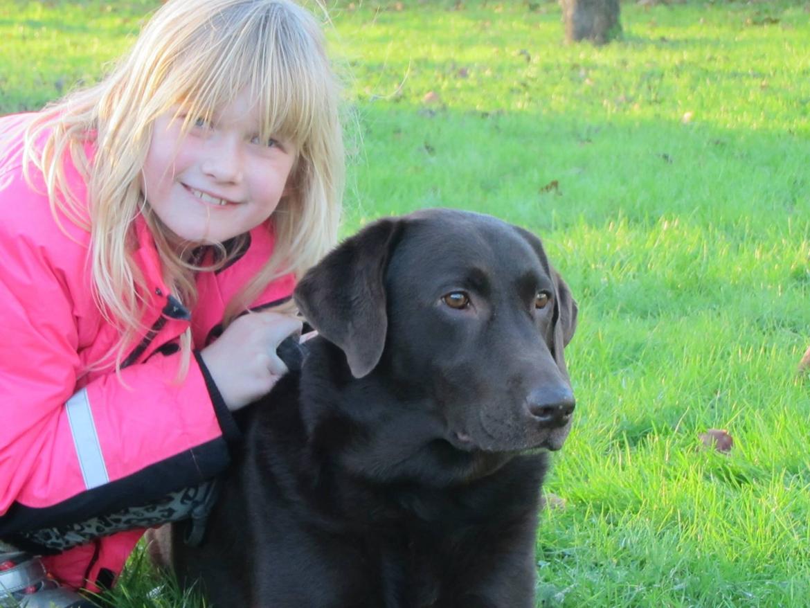 Labrador retriever Bella<3 billede 18