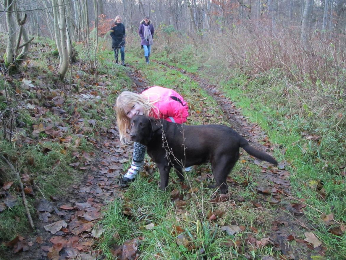 Labrador retriever Bella<3 billede 22