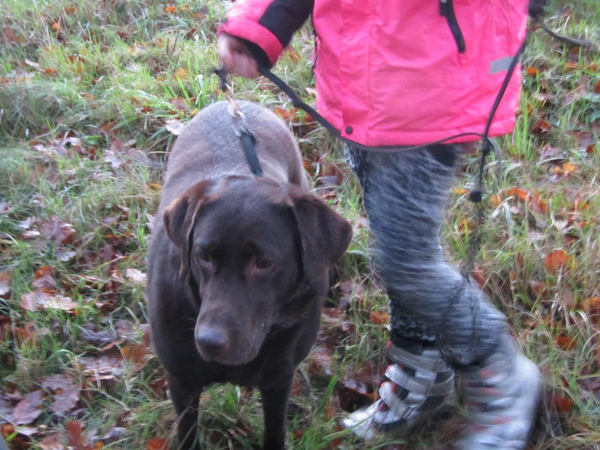 Labrador retriever Bella<3 billede 23