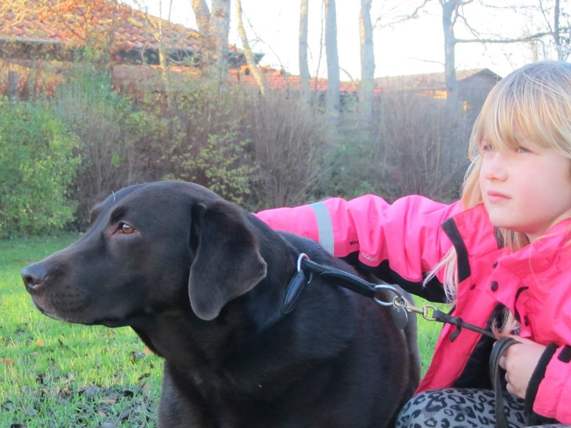 Labrador retriever Bella<3 billede 19