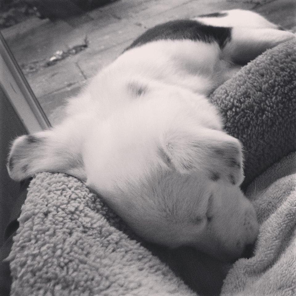 Border collie Stella billede 23