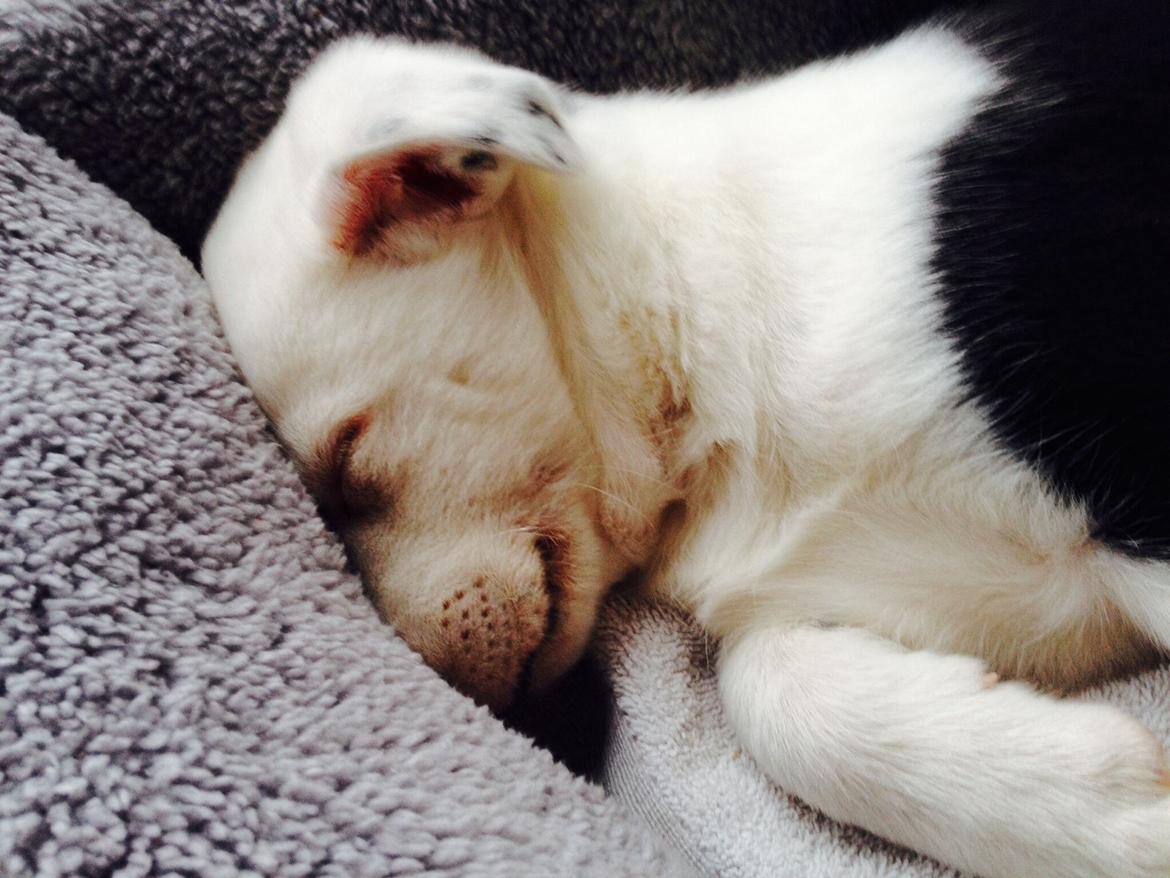 Border collie Stella billede 24