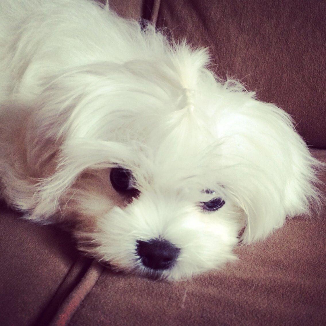 Malteser Albi billede 10