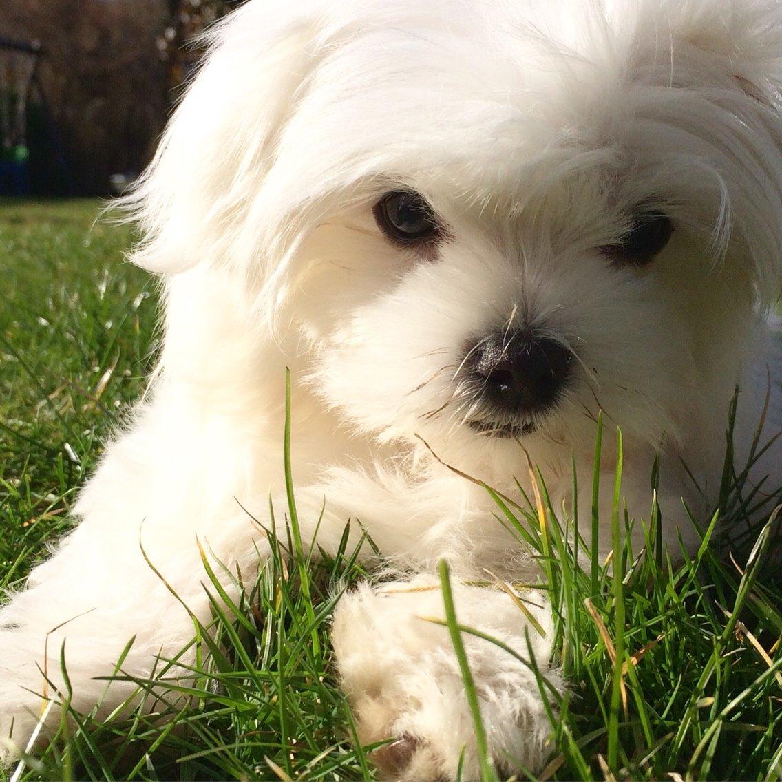 Malteser Albi billede 9