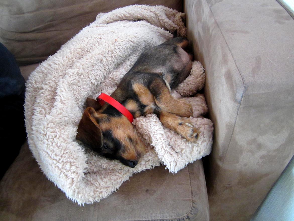 Gravhund Møffe billede 22