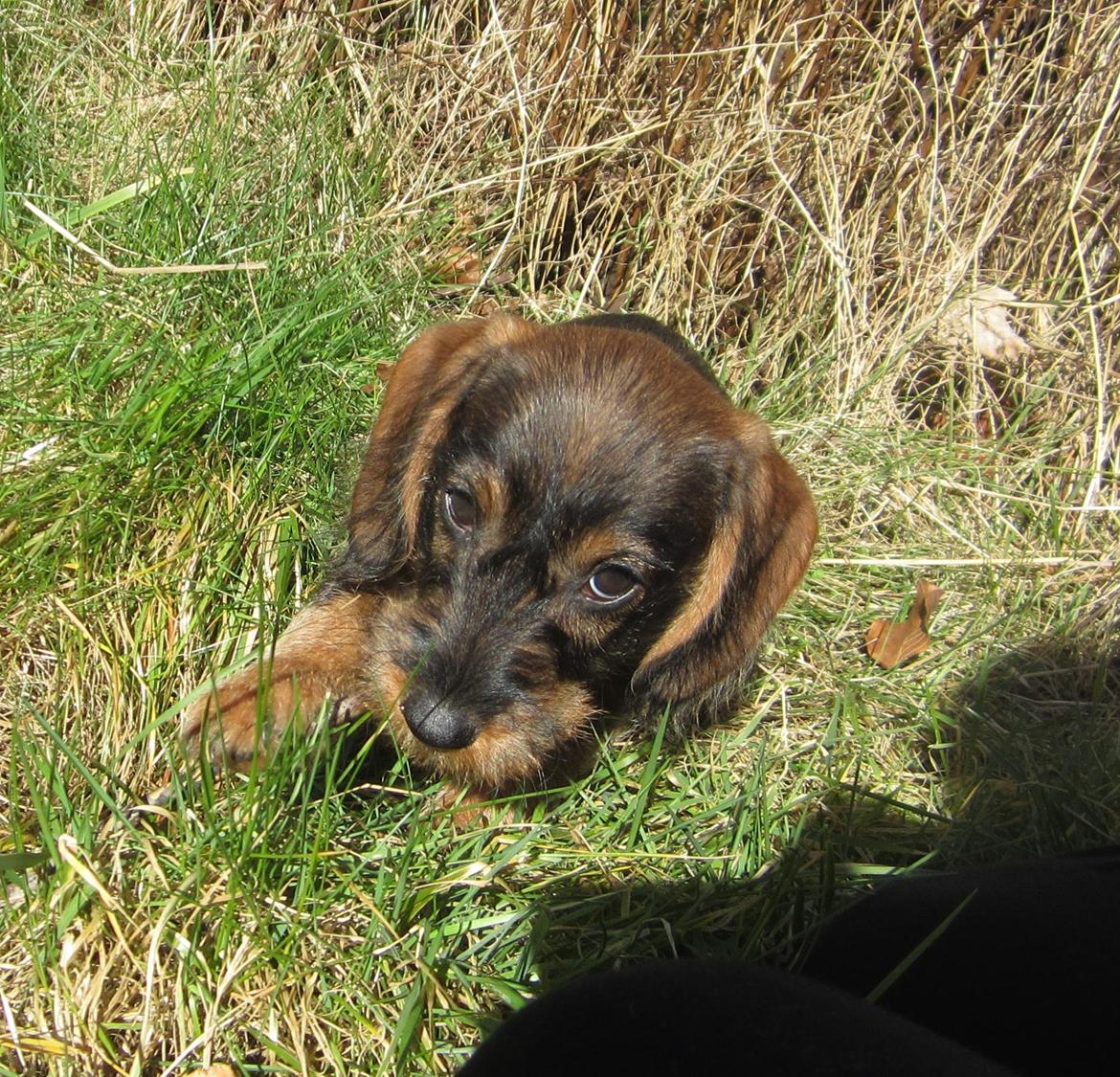 Gravhund Møffe billede 26