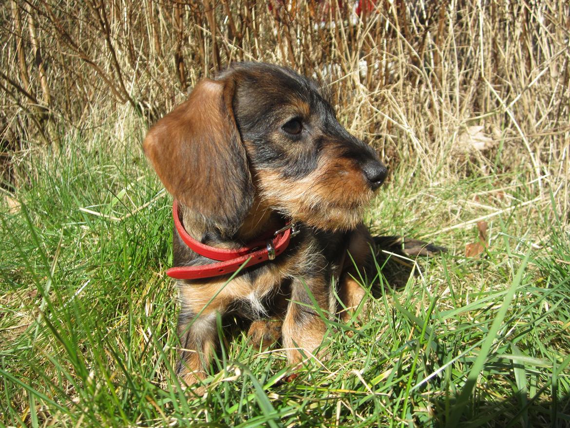 Gravhund Møffe - Velkommen til Møffes profil billede 21