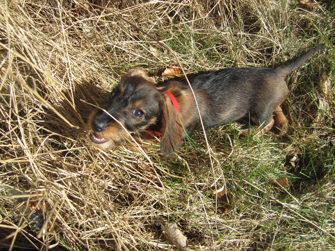 Gravhund Møffe billede 23