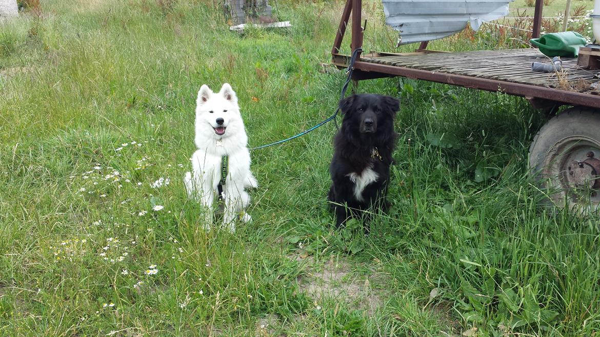 Samojedhund Mishu billede 30