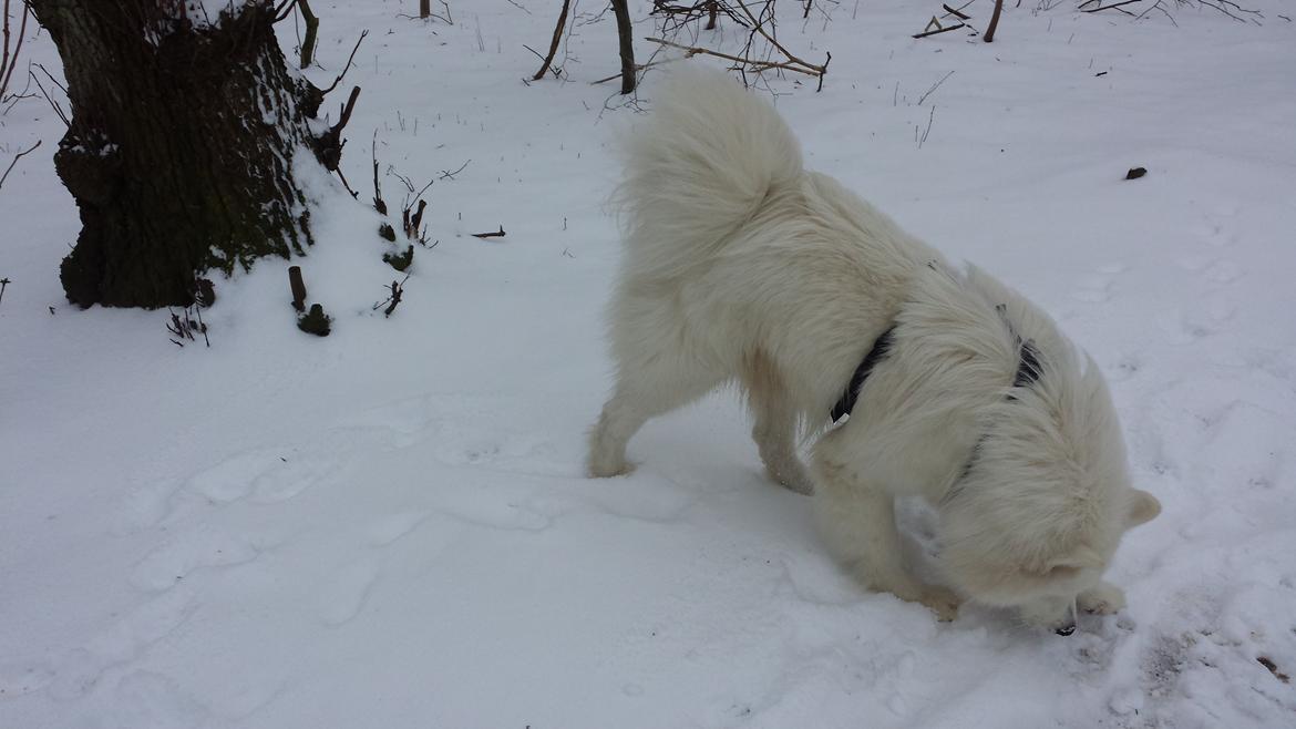 Samojedhund Mishu billede 31