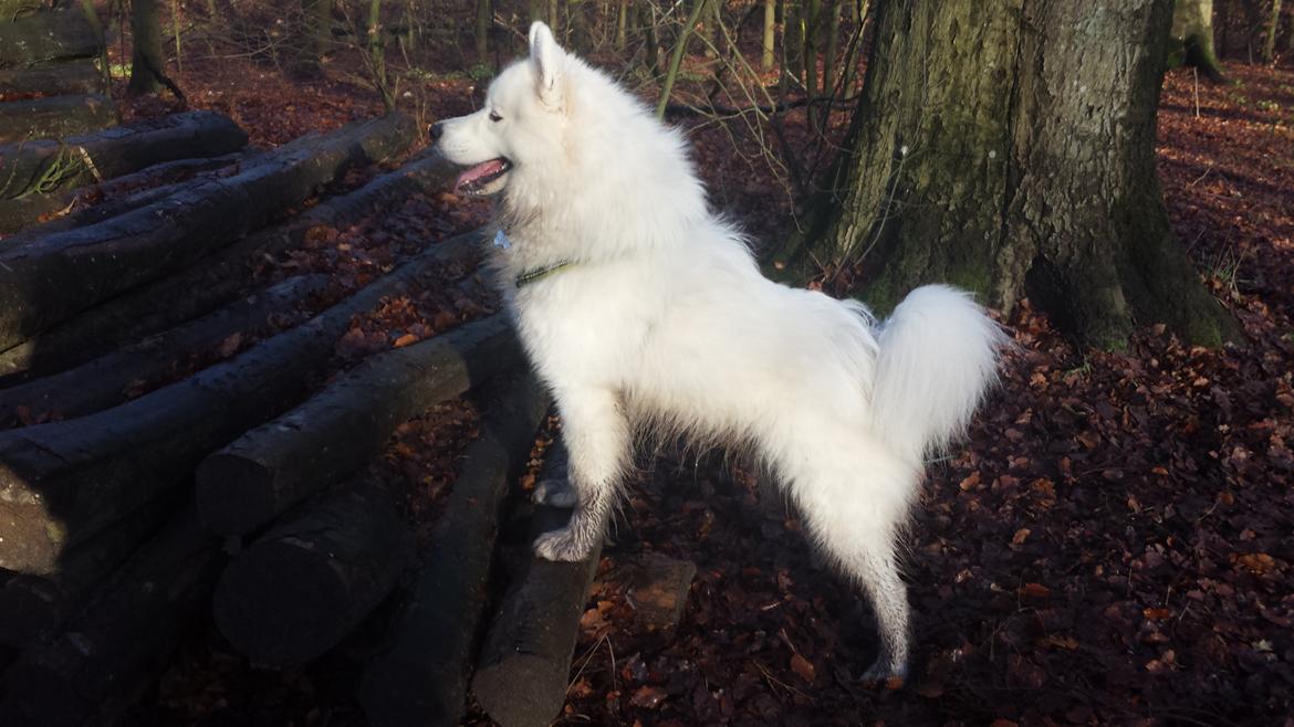 Samojedhund Mishu billede 1