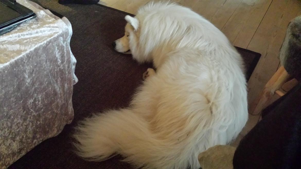 Samojedhund Mishu billede 32