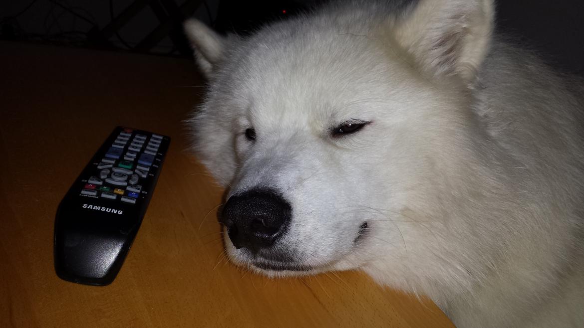 Samojedhund Mishu billede 33