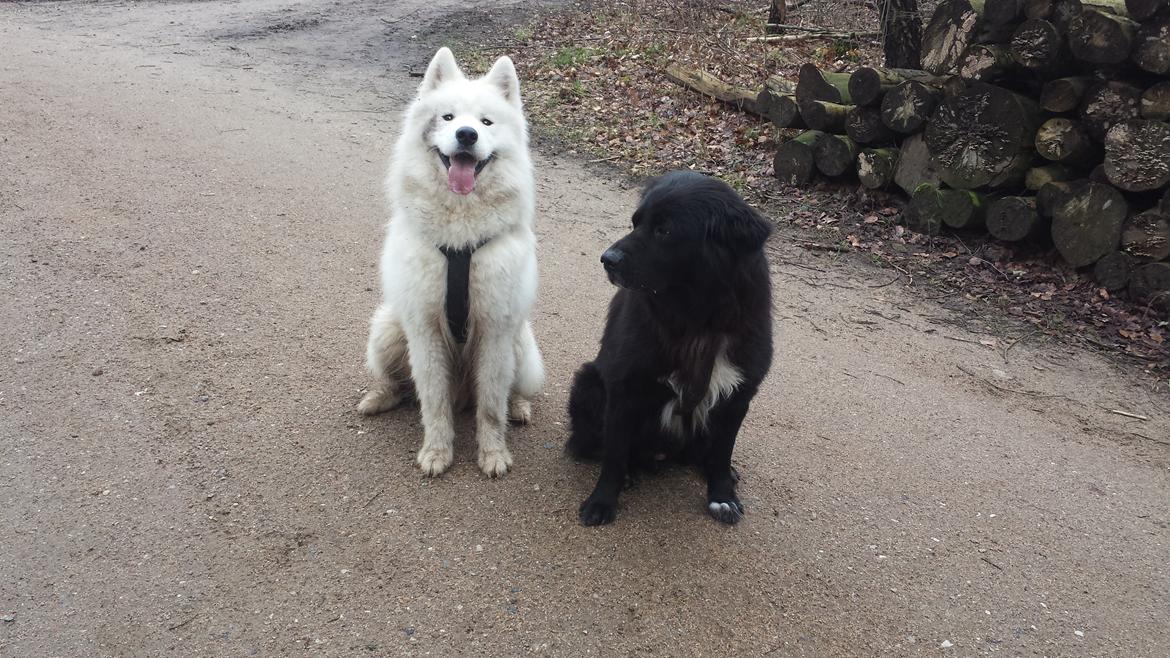 Samojedhund Mishu billede 34