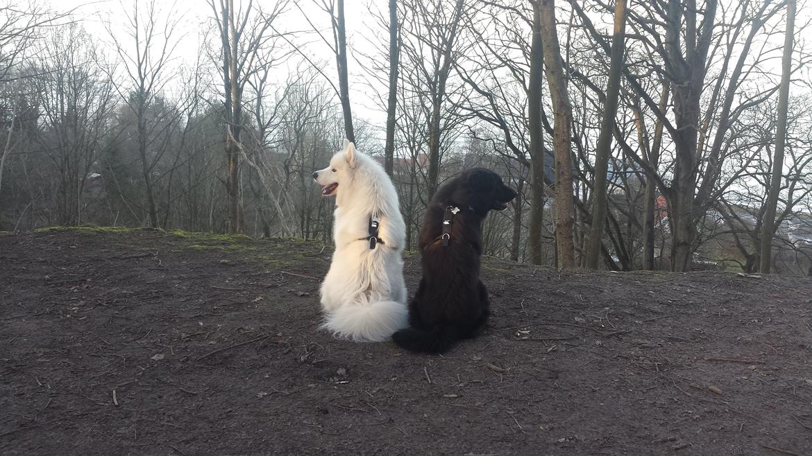 Samojedhund Mishu billede 35