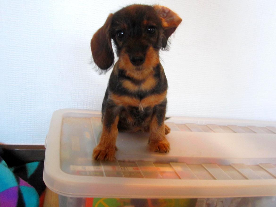 Gravhund Møffe billede 28