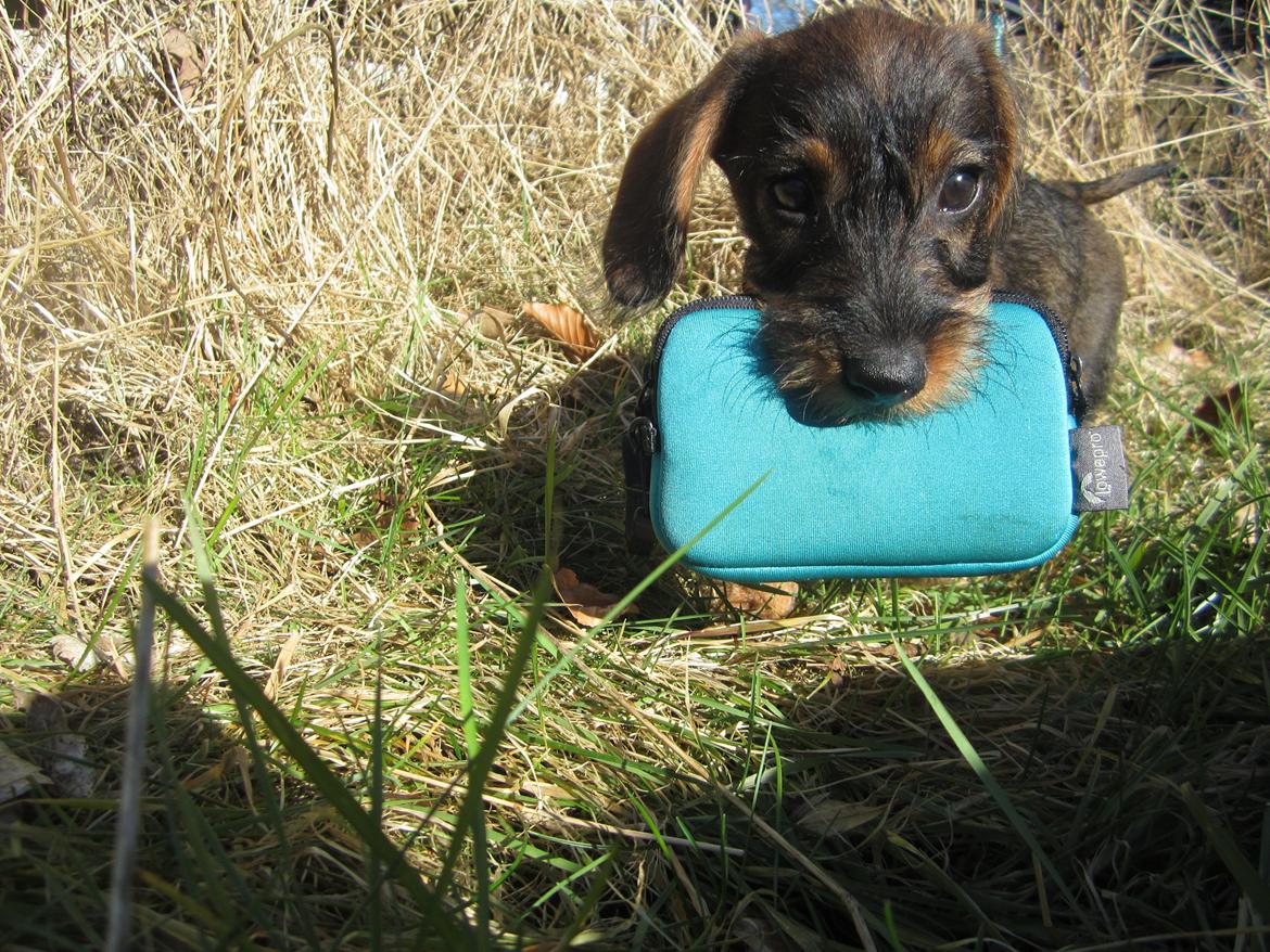 Gravhund Møffe - Hov er det ikke min Møffe? billede 24