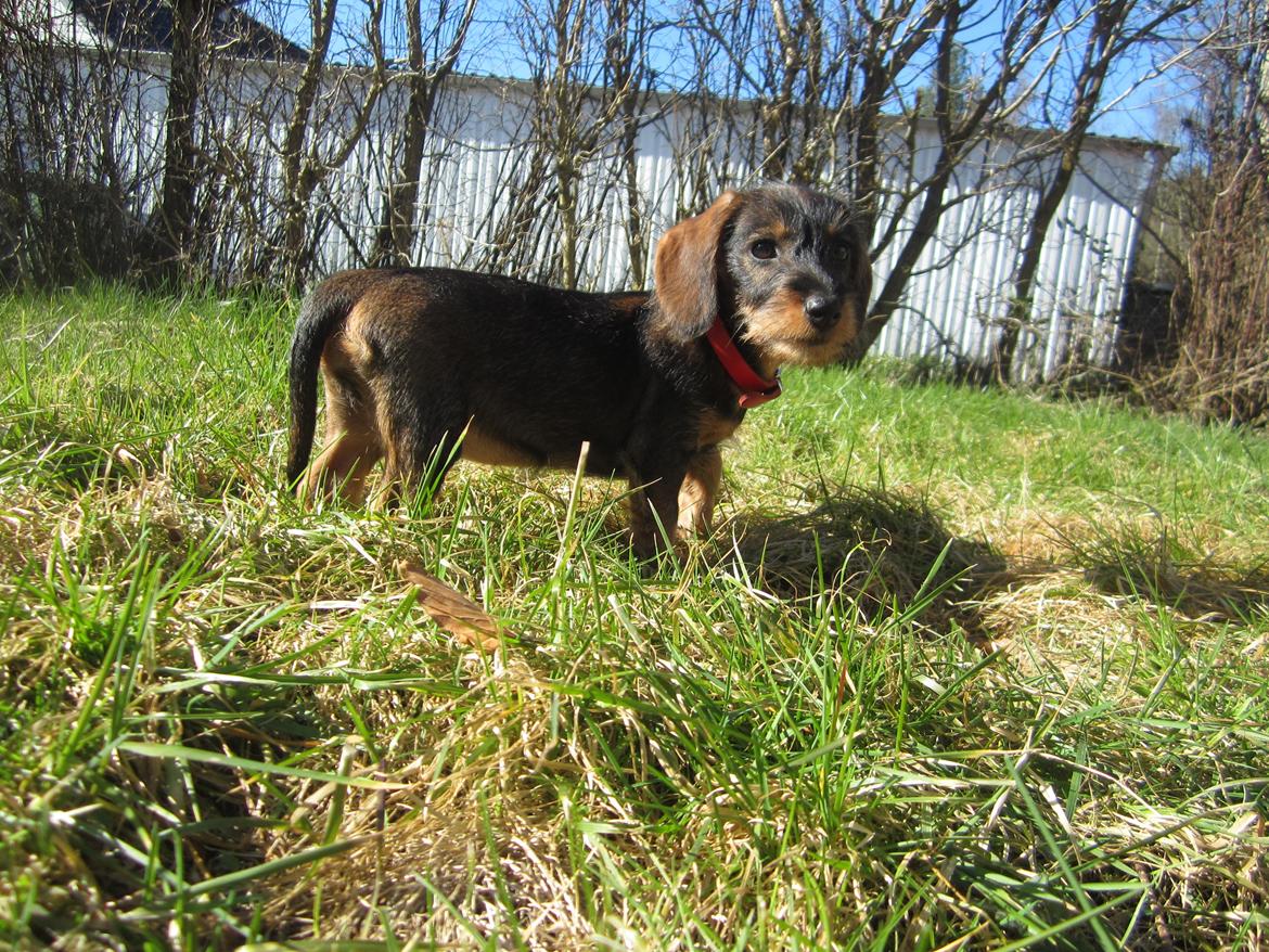 Gravhund Møffe billede 27