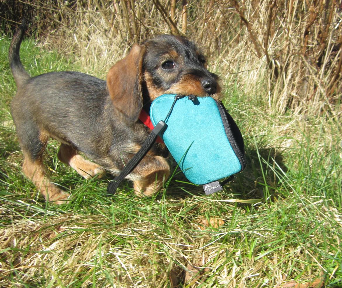 Gravhund Møffe - Skøre hund :) billede 25