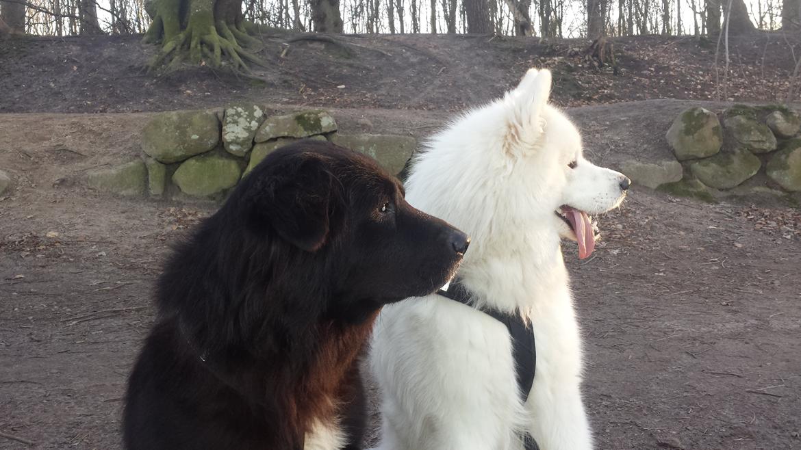 Samojedhund Mishu billede 36