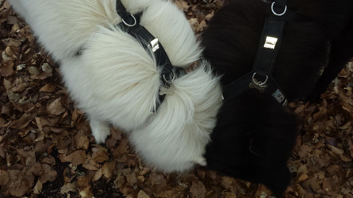 Samojedhund Mishu billede 37