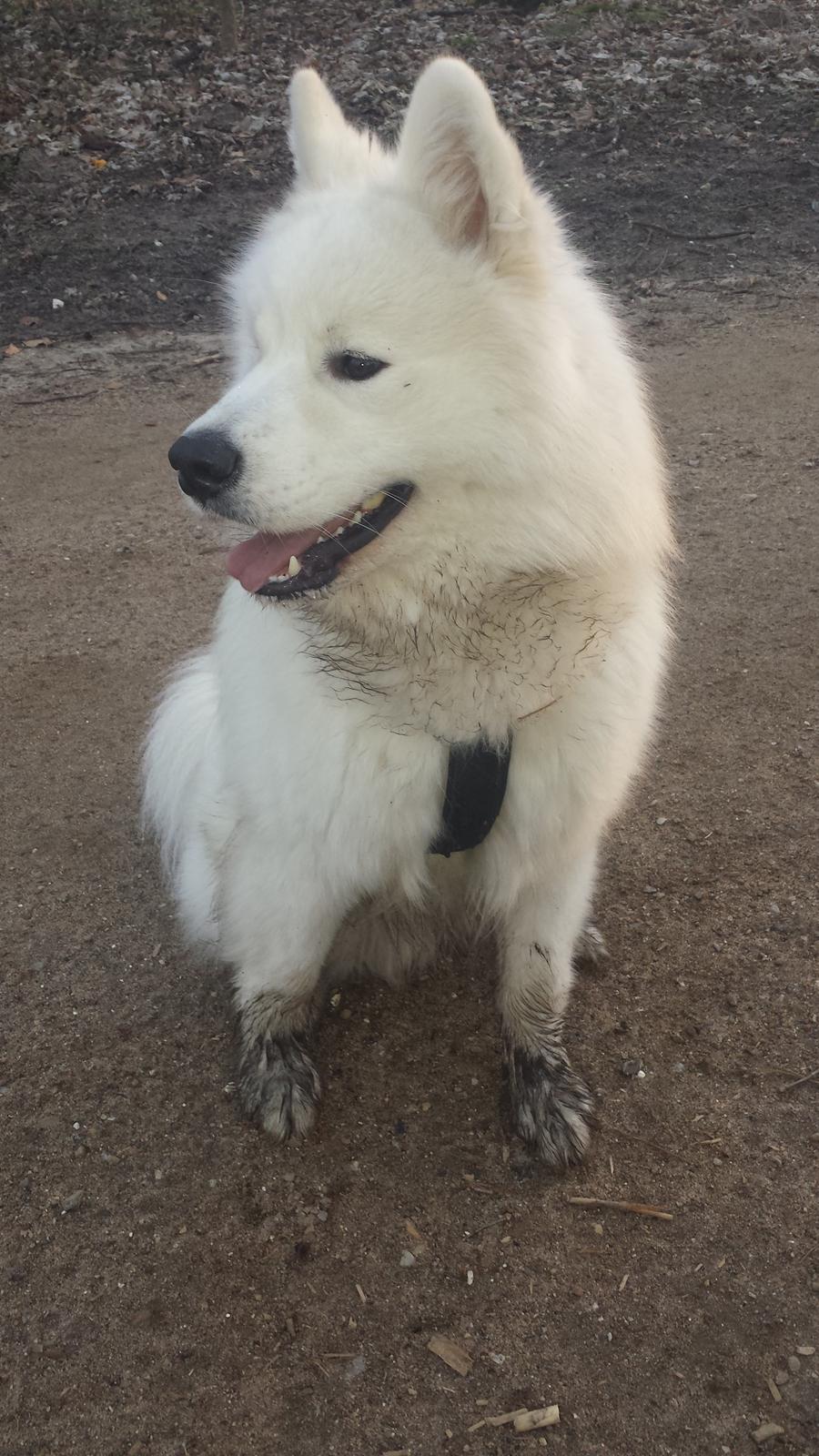 Samojedhund Mishu billede 38