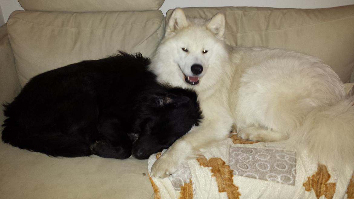 Samojedhund Mishu billede 39