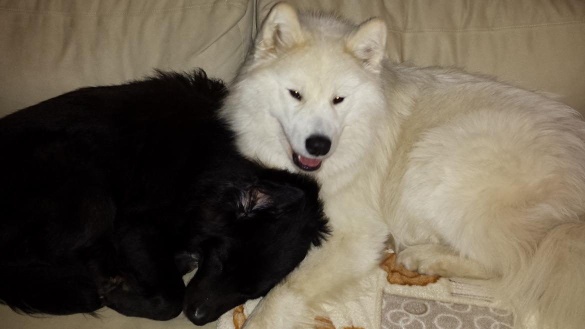 Samojedhund Mishu billede 40