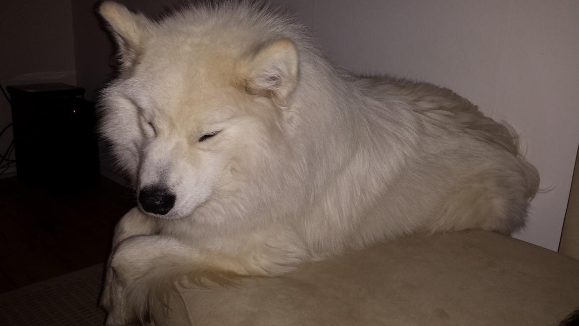 Samojedhund Mishu billede 41