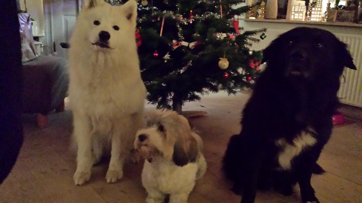 Samojedhund Mishu billede 42