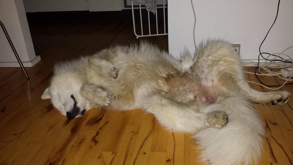 Samojedhund Mishu billede 43