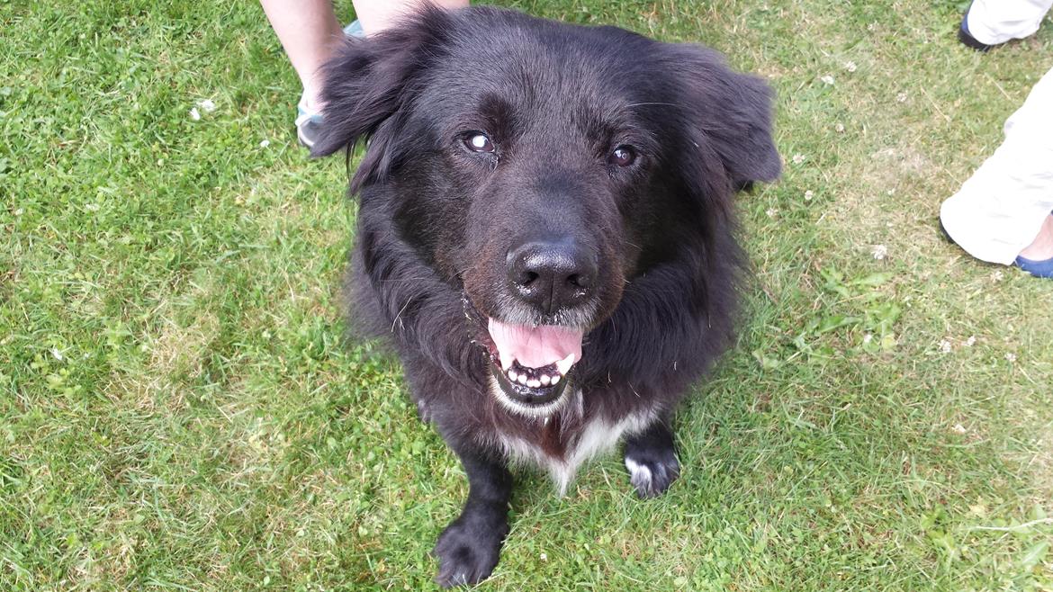 Blanding af racer Milas billede 30