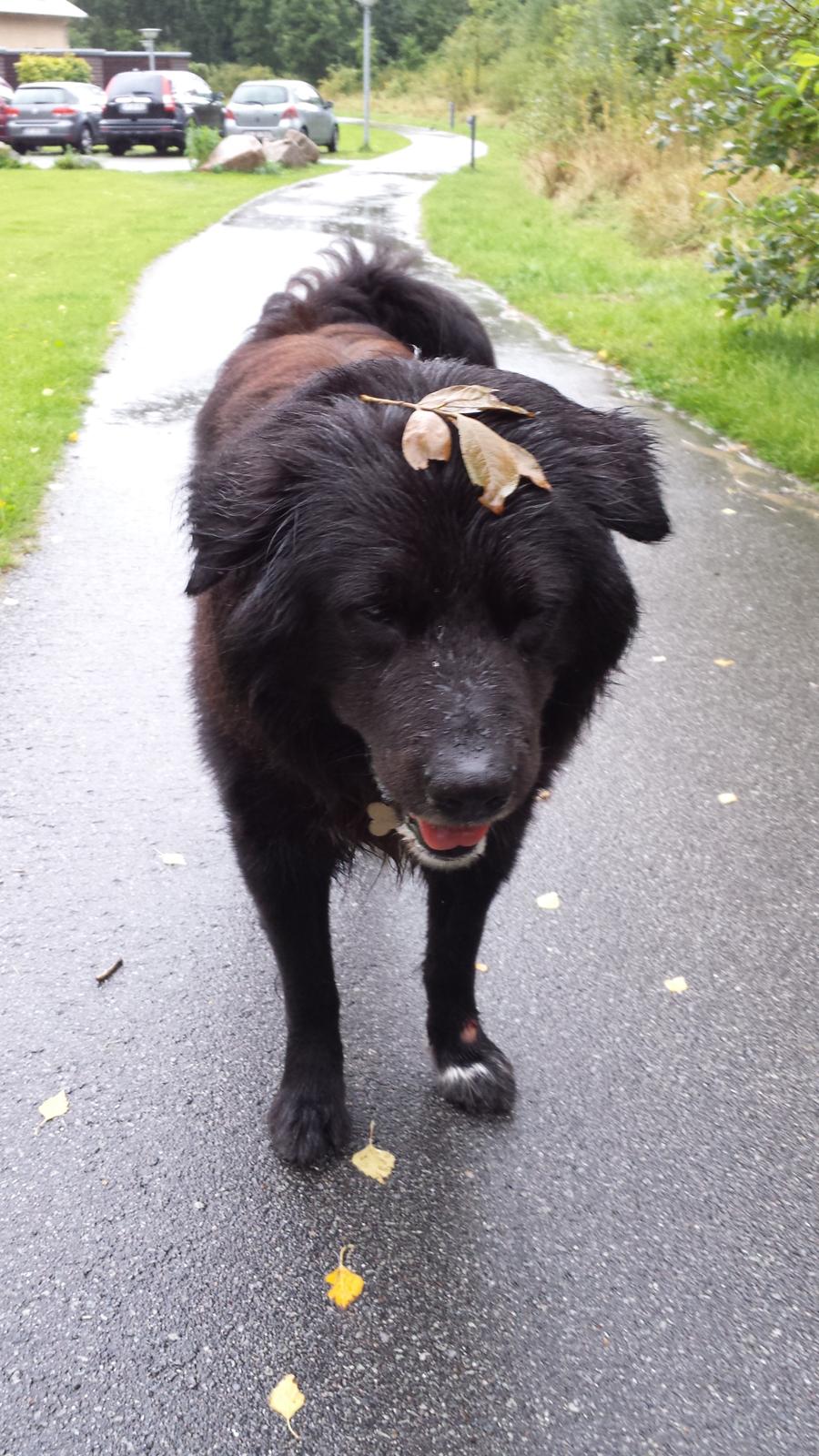 Blanding af racer Milas billede 31