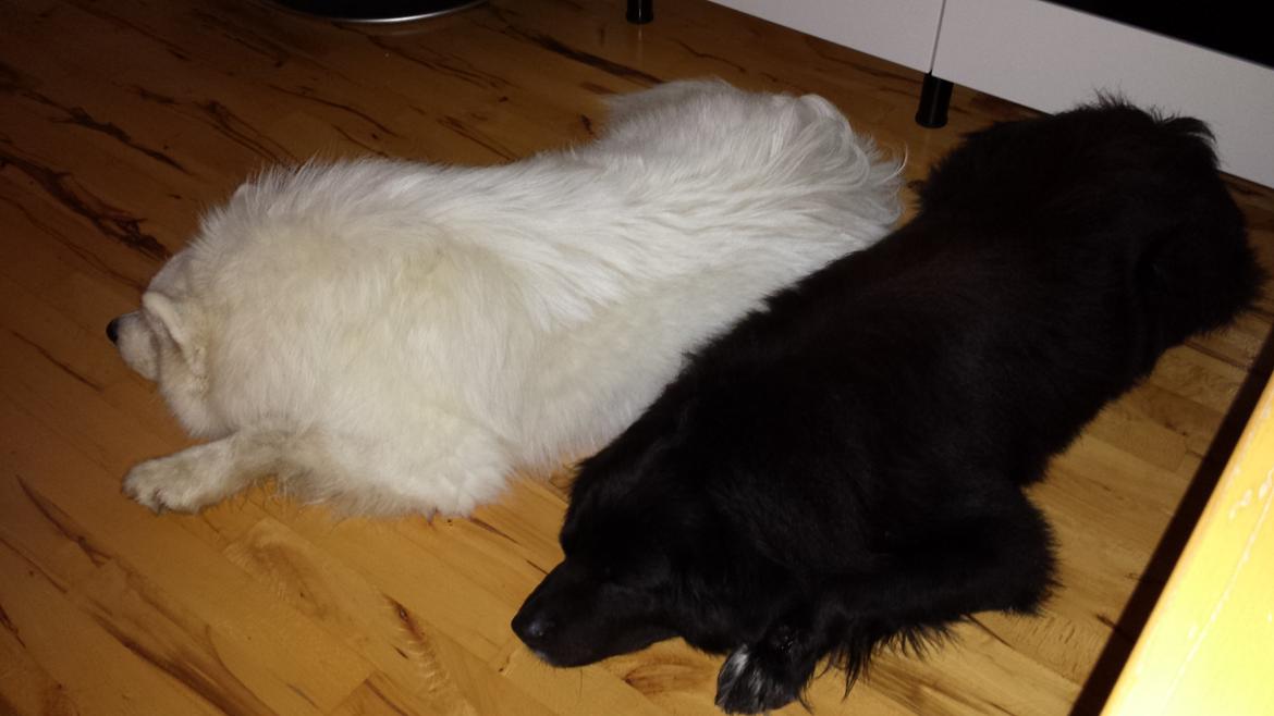 Blanding af racer Milas billede 32