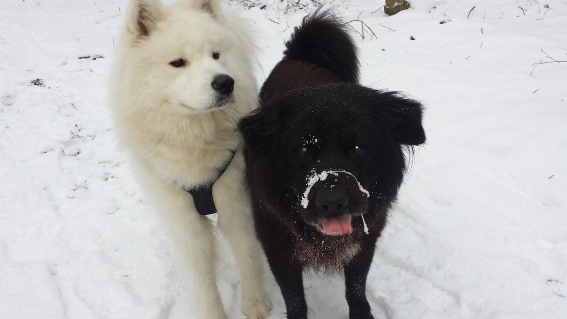 Blanding af racer Milas billede 33