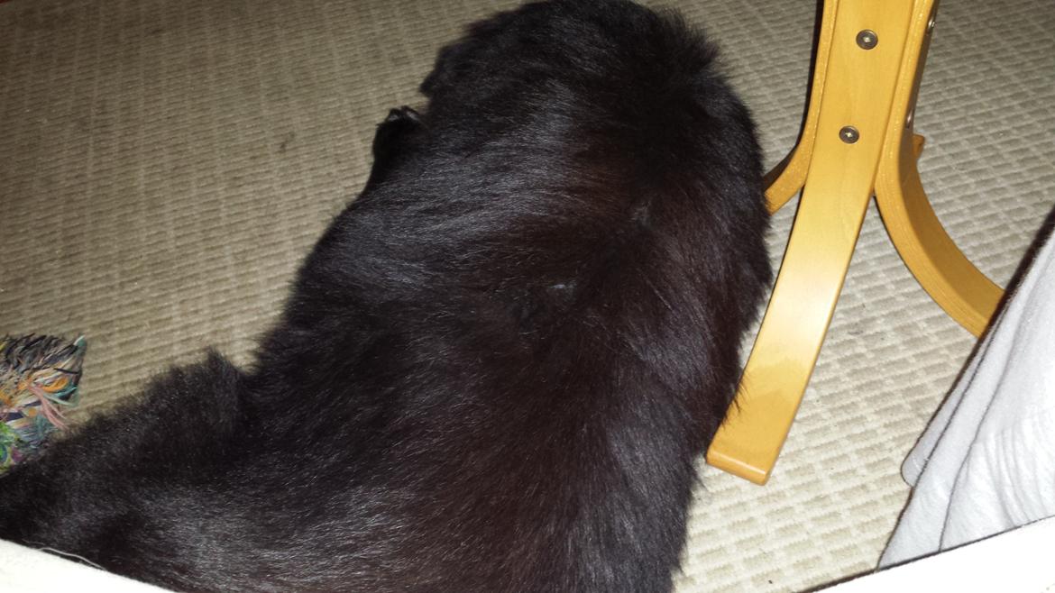 Blanding af racer Milas billede 34