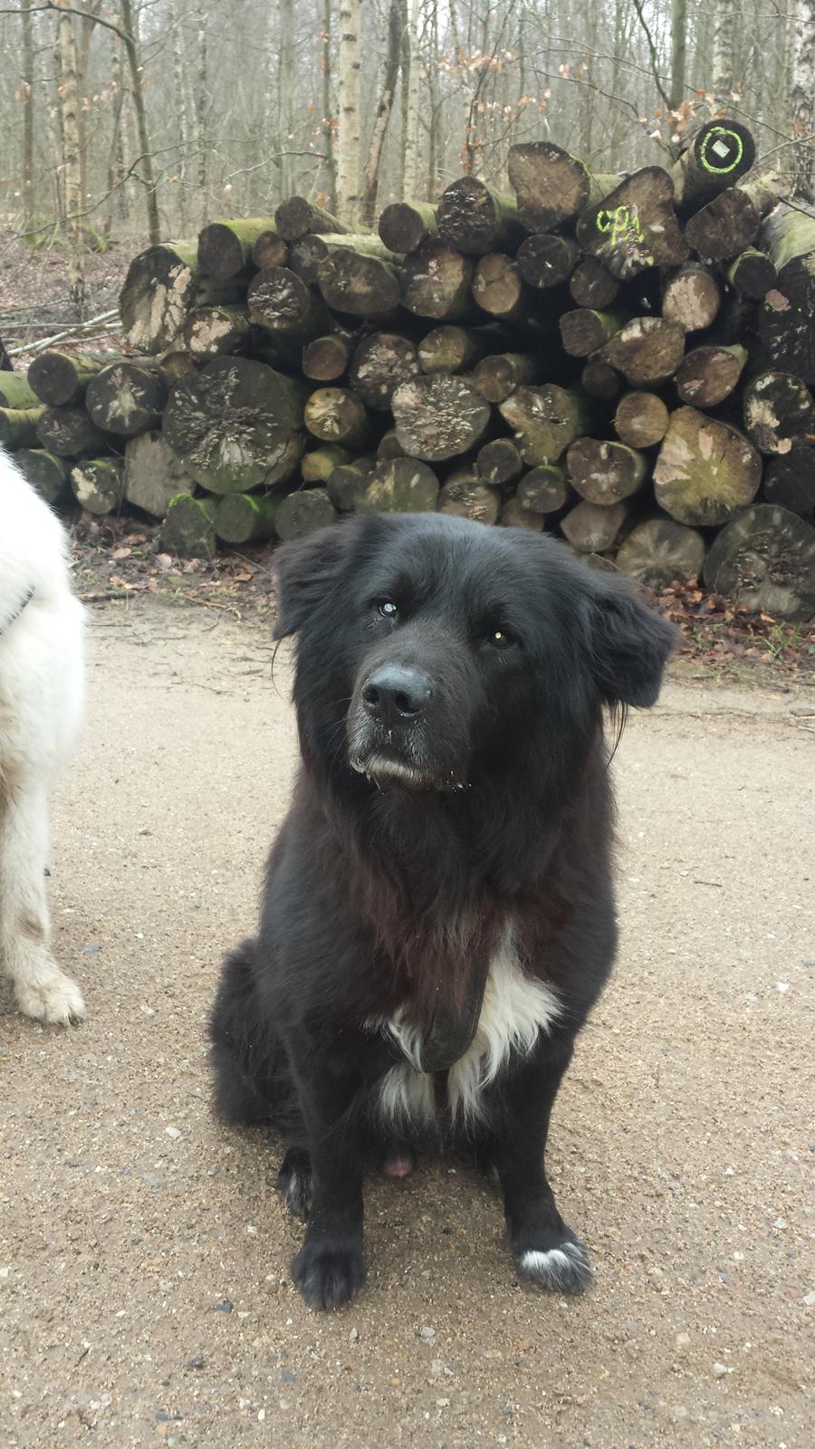 Blanding af racer Milas billede 35