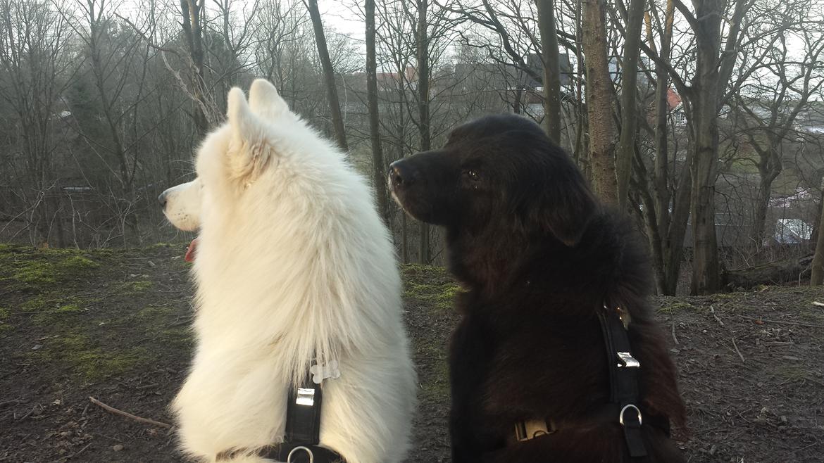 Blanding af racer Milas billede 36