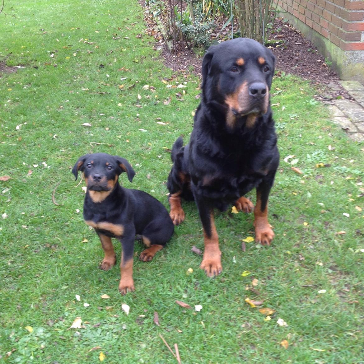 Rottweiler Samson billede 22