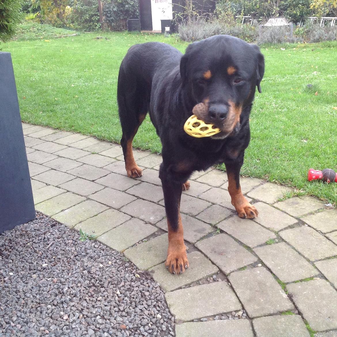 Rottweiler Samson billede 23