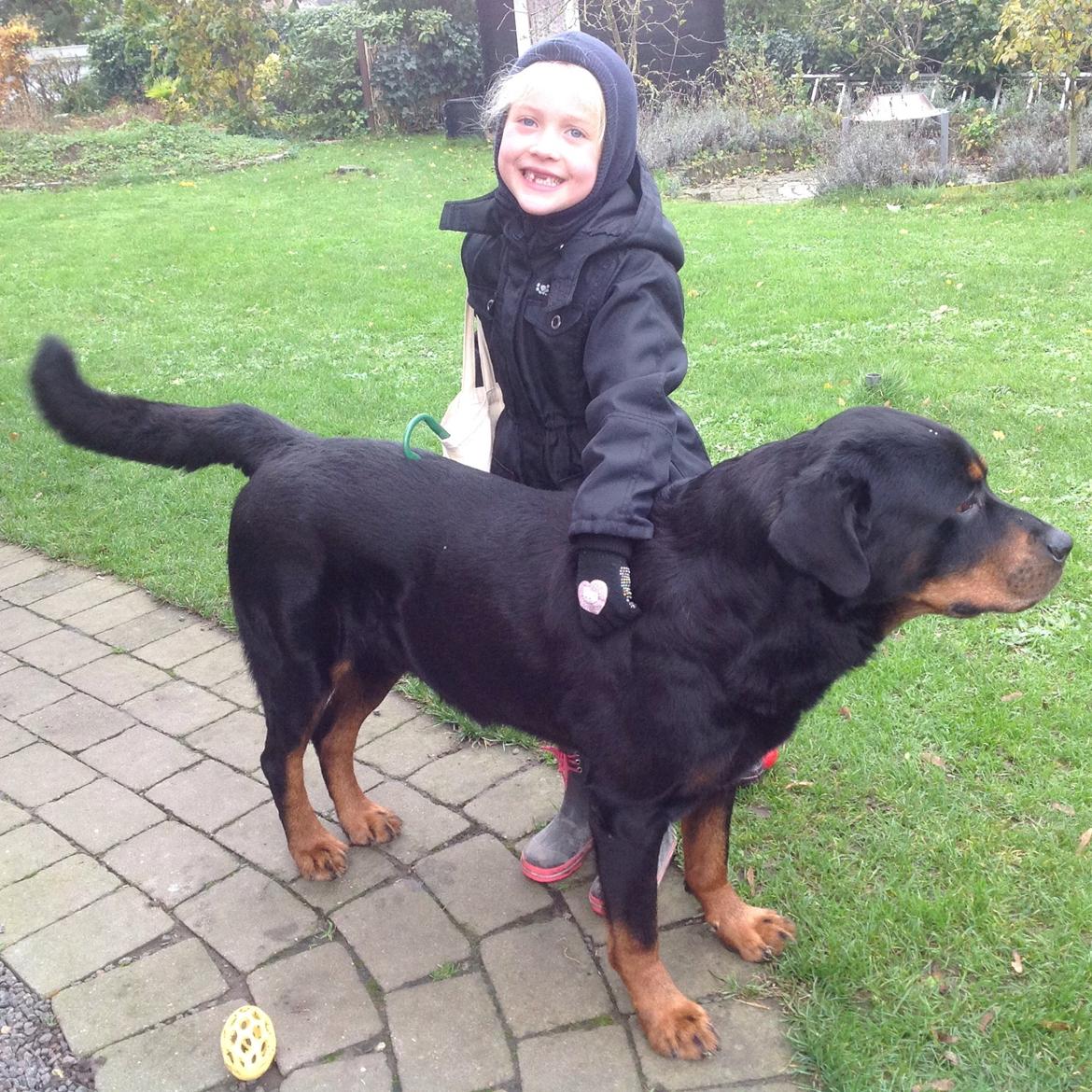 Rottweiler Samson billede 24