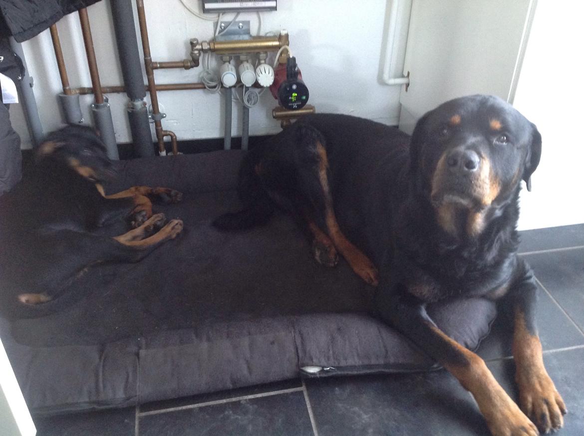 Rottweiler Samson billede 25