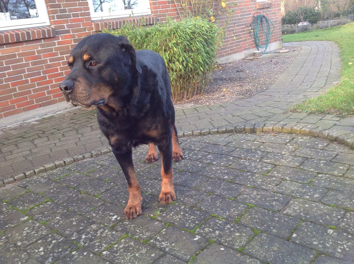 Rottweiler Samson billede 26