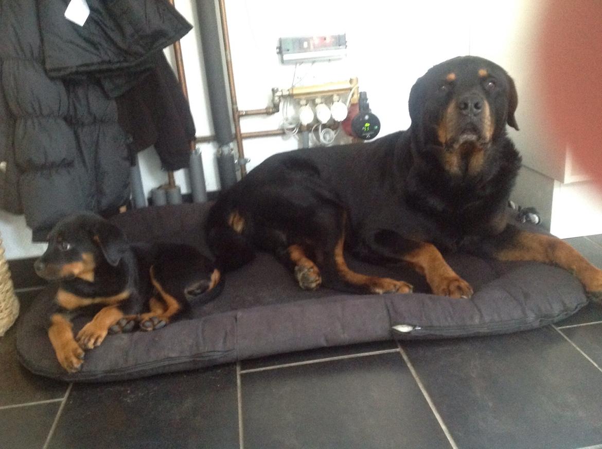 Rottweiler Samson billede 21