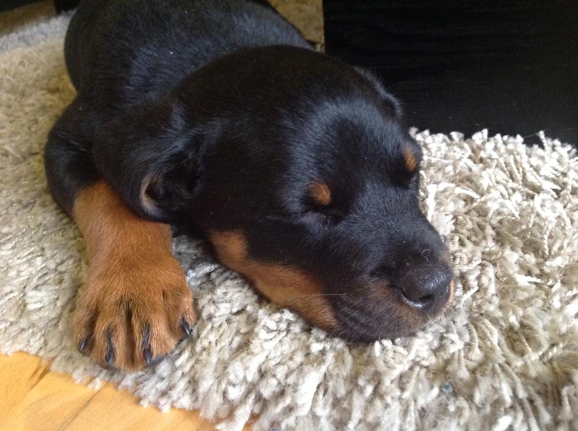 Rottweiler Jason billede 8