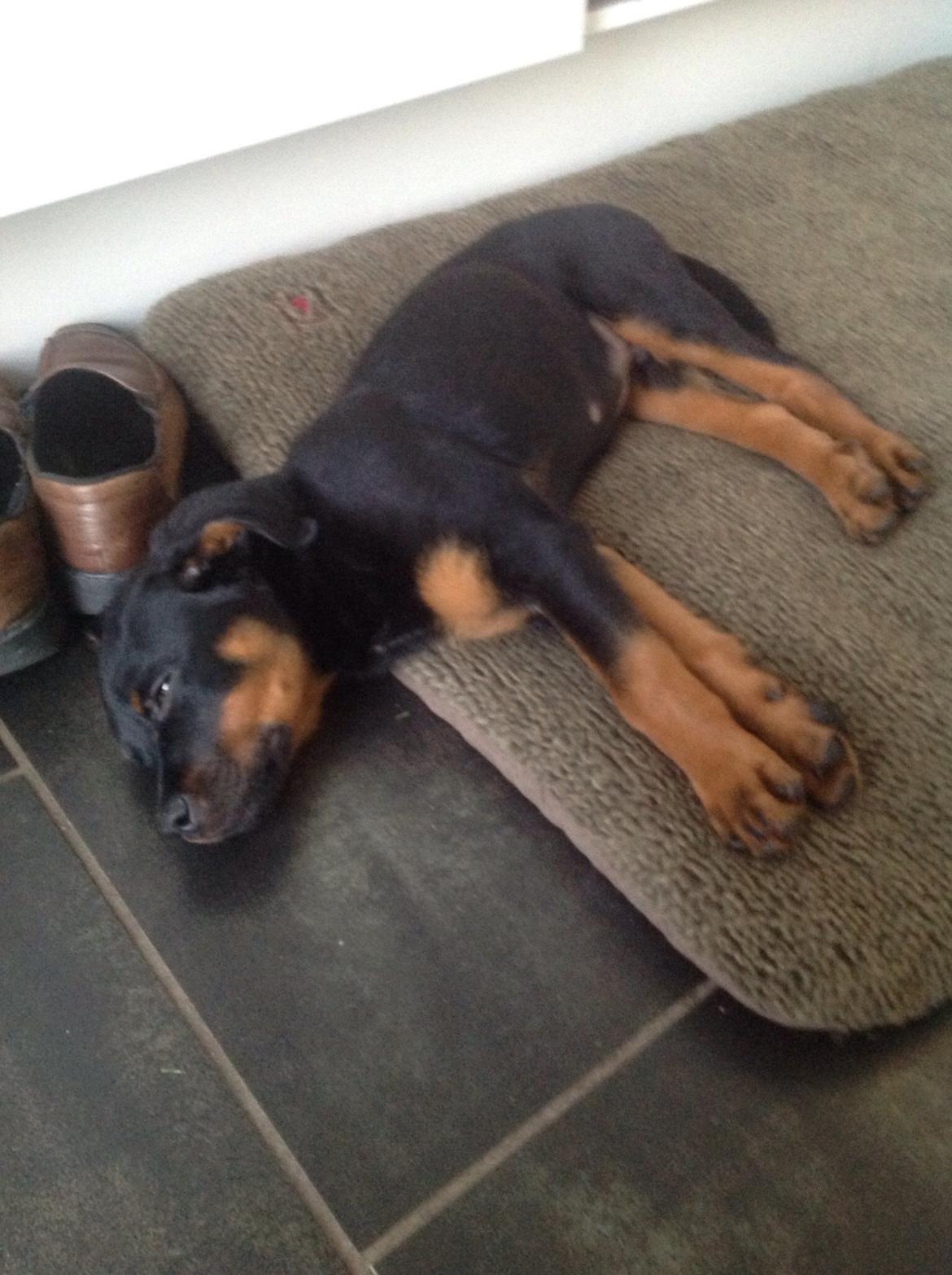 Rottweiler Jason billede 10