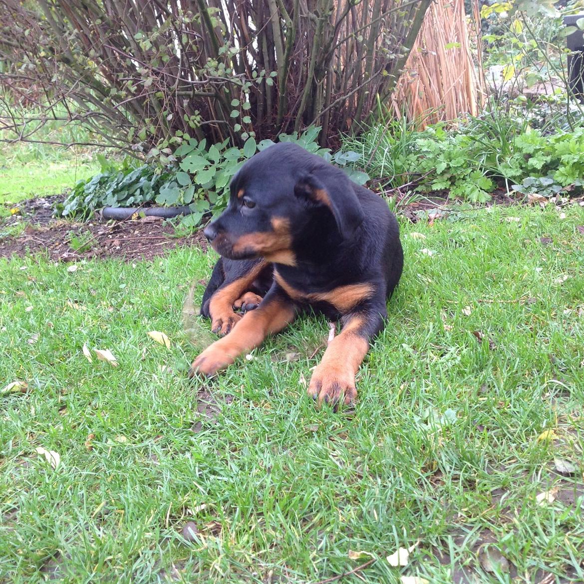 Rottweiler Jason billede 11