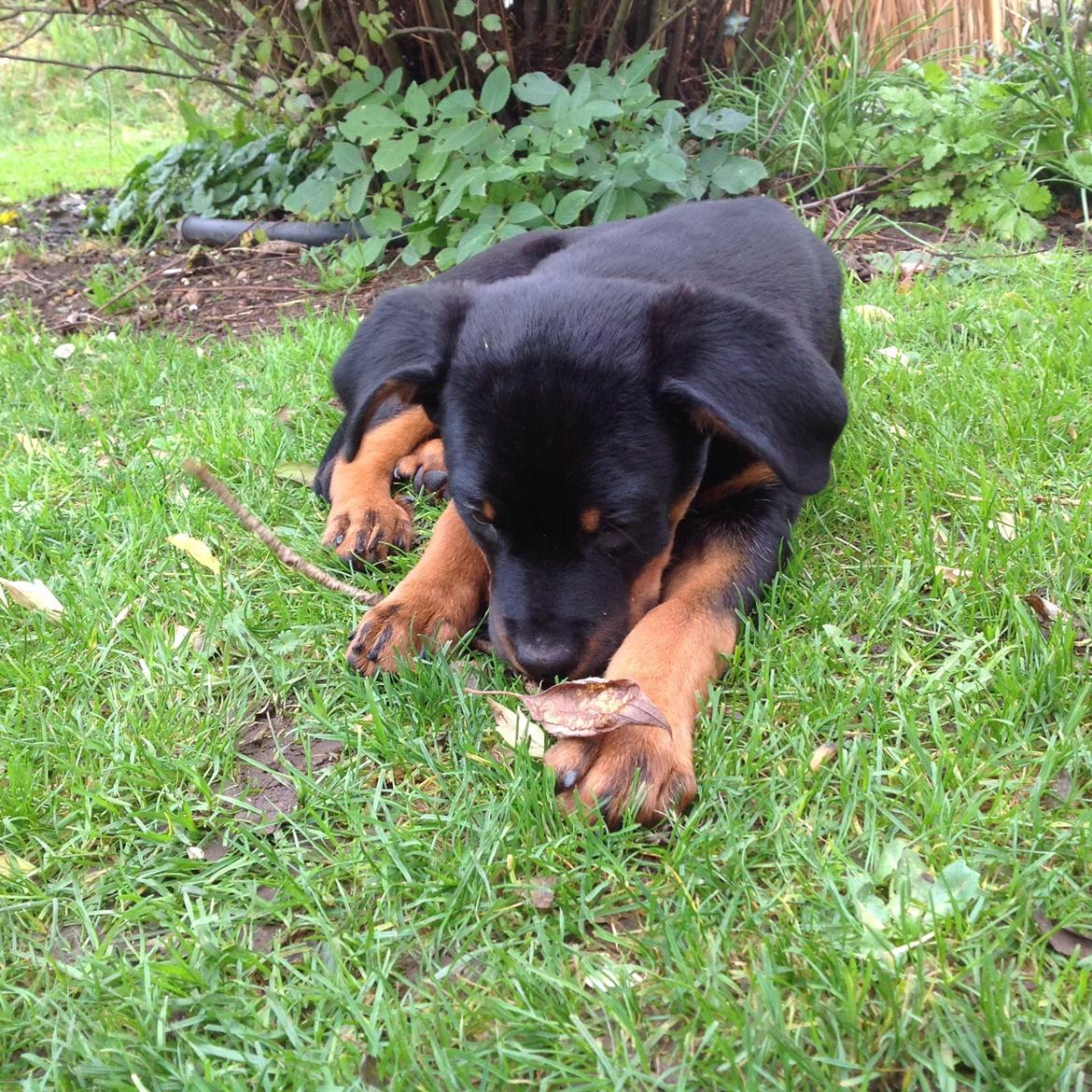 Rottweiler Jason billede 12